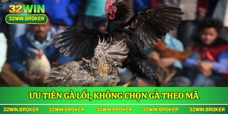 Lựa chọn gà lối mang đến bước đi khôn ngoan trong cẩm nang đá gà