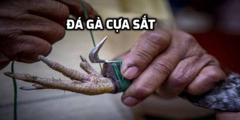 Đá Gà Cựa Sắt