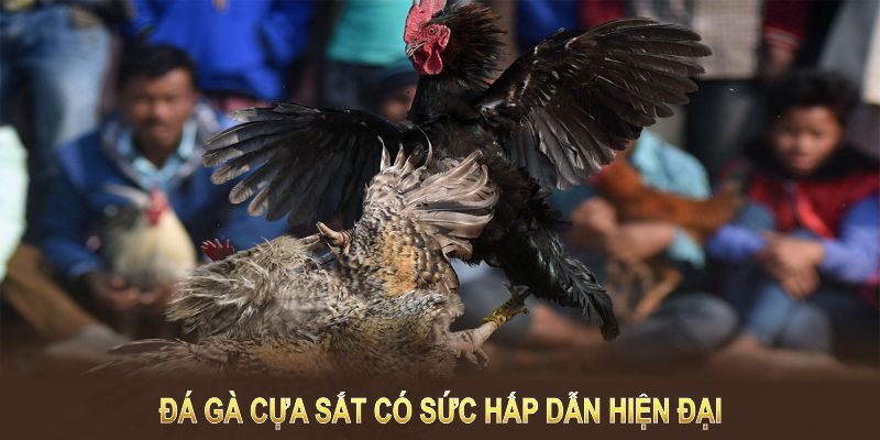 Khái quát đá gà cựa sắt
