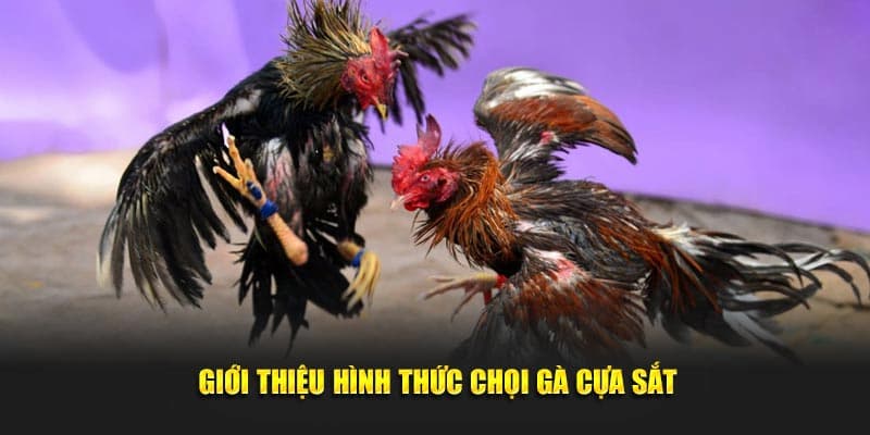 Luật chơi đá gà cựa sắt