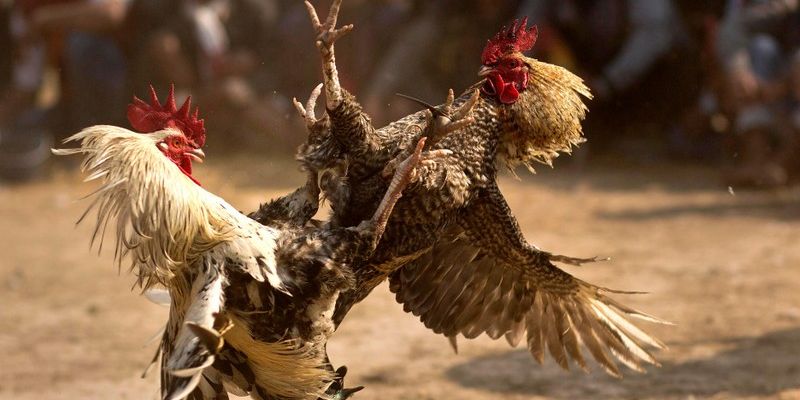 Những lý do cơ bản nên tìm hiểu kinh nghiệm soi kèo đá gà